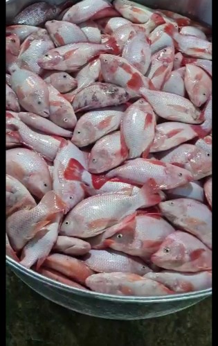 Cá diêu hồng - Thực Phẩm Thành Nam - Công Ty Cổ Phần Nông Sản Thực Phẩm Thành Nam